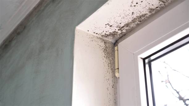 Best Mold Damage Repair  in Laie, HI